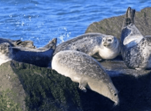 Scoters & Seals