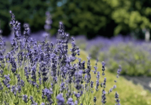 Lavender Fields - FREE All Month!
