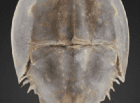 International Horseshoe Crab Day