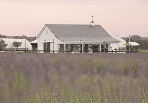 Lavender and Lambs
