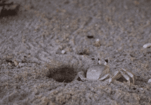 Ghost Crab Hike