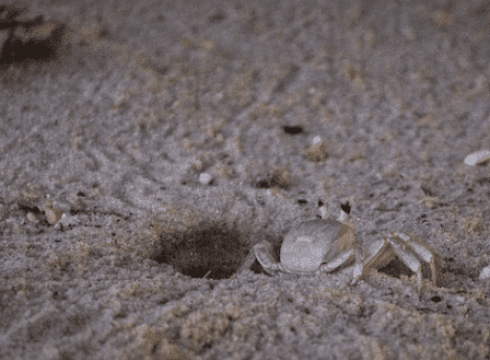 Ghost Crab Hike