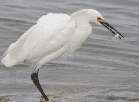 Great Cypress Swamp & Assawoman Wildlife Area