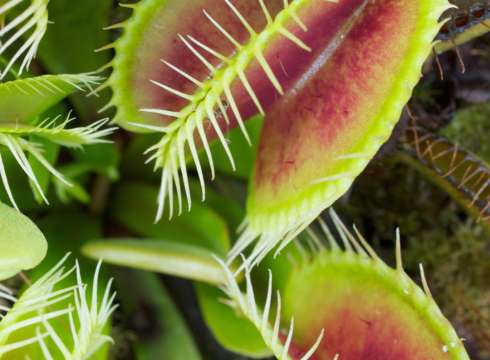 Don’t Moss Around: Pitcher Perfect Bog Gardens
